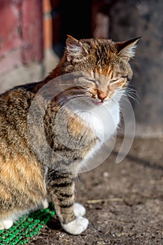 Portrait of a red rural cat.