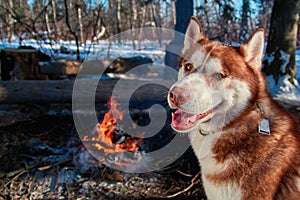 Portrait red Siberian husky sitting by the campfire in winter forest in sunny frosty day. Dog smiles and looks at camera.