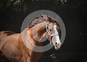 Portrait of a  red sport horse on freedom in motion