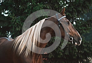 Portrait of a red sport horse on green fir-tree background