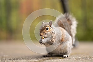 Portrait of a red squirrel eating a nut in nature. Cute animal with a funny look in the park. A mammal with a large and fluffy