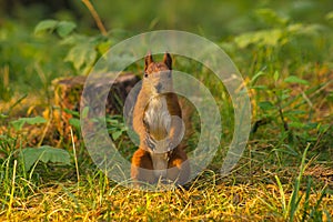 Portrait of red squirrel in front of white background