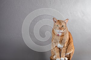 Portrait of  red striped cat