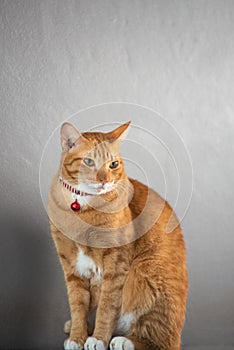 Portrait of  red striped cat