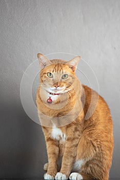 Portrait of  red striped cat