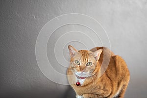 Portrait of  red striped cat