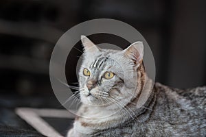Portrait of  red striped cat