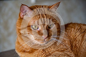 Portrait of red tabby cat proudly posing