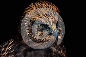 Portrait of Red Tailed Hawk