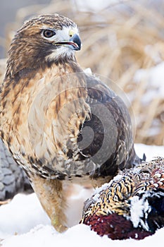Portrait of red tailed hawk with prey