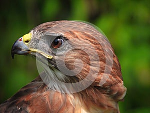 Portrait of a Red-Tailed Hawk Raptor Bird