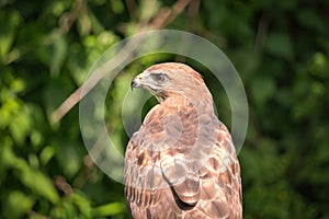 Portrait of a Red-Tailed Hawk Raptor Bird