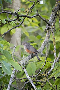 Portrait of Red Thrush. Turdus rufiventris photo