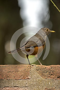 Portrait of Red Thrush. Turdus rufiventris photo