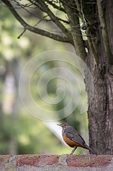 Portrait of Red Thrush. Turdus rufiventris photo