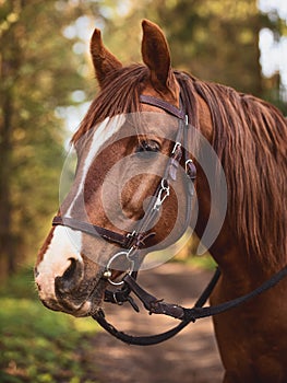 Portrait of red trakehner stallion