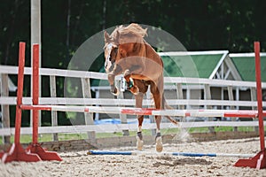Portrait of red trakehner stallion horse jumping