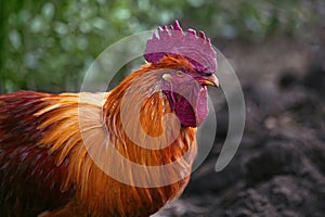 Portrait of a red village rooster in a rural yard