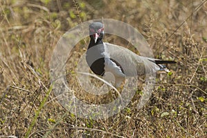 Portrait of Red Wattled Lapwing