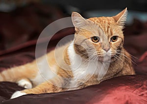 Portrait of a red and white cat