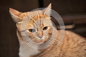 Portrait of a red and white cat