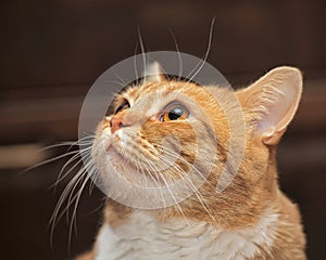 Portrait of a red and white cat