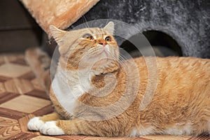 Portrait of a red and white cat