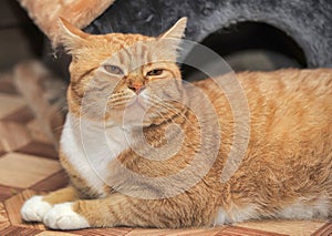 Portrait of a red and white cat