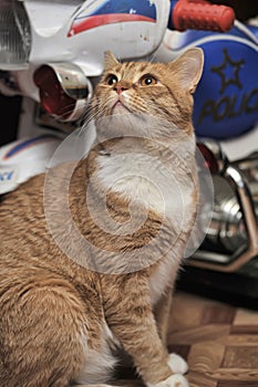 Portrait of a red and white cat