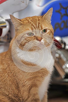 Portrait of a red and white cat