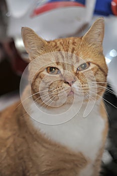 Portrait of a red and white cat