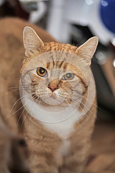 Portrait of a red and white cat