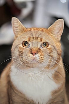 Portrait of a red and white cat