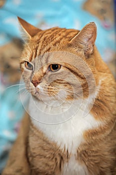 Portrait of a red and white cat