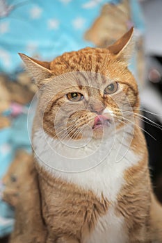 Portrait of a red and white cat