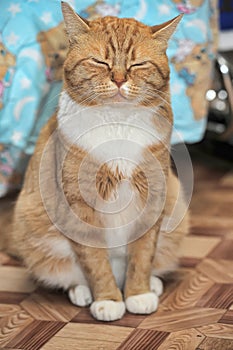 Portrait of a red and white cat