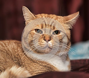 Portrait of a red and white cat