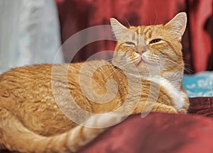 Portrait of a red and white cat