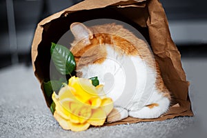 Portrait of red-white cat, hide face behind yellow rose in eco paper bag.