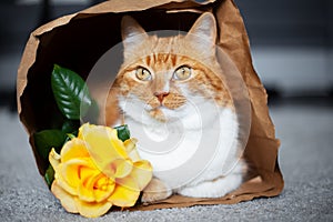 Portrait of red-white cat, lying in eco paper bag near yellow rose flower.