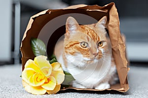 Portrait of red-white cat lying on the floor in eco paper bag near yellow rose flower.