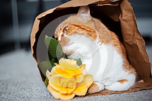 Portrait of red-white cat lying on the floor in eco paper bag, sniffing yellow rose flower.