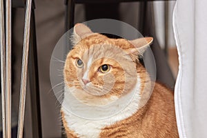 portrait of a red-and-white cat with smooth hair, obese