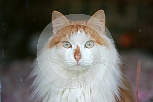 Portrait red with white a cat through a windowpane.