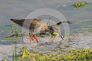 Portrait of a redshank