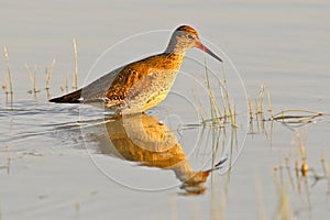 Portrait of a redshank