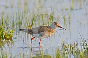 Portrait of a redshank