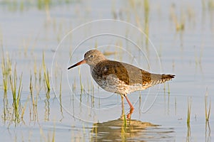 Portrait of a redshank