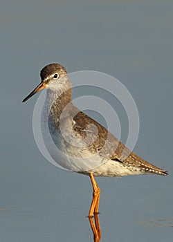 Portrait of a Redshanks at Asker Marsh