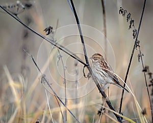 Portrait of a Reed Bunting bird on a background of dry autumn grass stalks.
